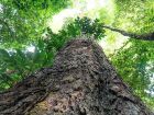 Especialistas destacam a importância de se proteger espécies de árvores gigantes