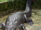 Influenciador Mike Holston é investigado por capturar crocodilos em área protegida da Austrália