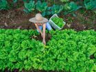 Acordo garante que 30% das refeições da rede hospitalar federal venham da agricultura familiar