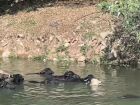 Grupo de búfalos é visto tomando banho no Rio Pinheiros, na região de Santo Amaro, em SP