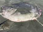 Peixe-lua Mola tecta foi encontrado encalhado na areia do Parque Regional Doran, na costa de Bodega Bay, na Califórnia.