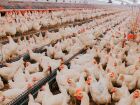 Produção de ovos bate recorde histórico em 2024, com destaque para municípios do Sudeste e Nordeste