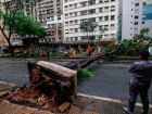 Árvore caída na Av. Nove de Julho, em São Paulo