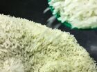 A Conab destina R$ 300 milhões para garantir a compra de arroz e oferecer segurança de preço aos produtores.