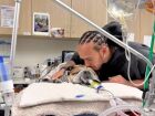 Lewis Hamilton anuncia estado frágil de seu cachorro: 'Mantenha o Roscoe nos seus pensamentos' 