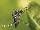 O Aedes aegypti, mosquito transmissor dos vírus da chikungunya, dengue e zika