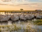 Rebanho bovino em área alagada do Pantanal, em Corumbá. Com 2,2 milhões de cabeças, o município mantém o segundo maior rebanho do Brasil em 2024.