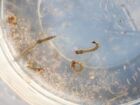 SES alerta para intensificação das ações contra o Aedes aegypti com divulgação do 3º LIRAa de 2025