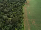 Um dos mecanismos é um fundo para conservação de florestas tropicais