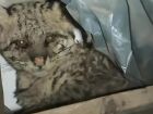 Jaguatirica foi encontrada em uma caixa com ferimentos