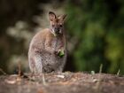 O wallaby é da mesma família que os cangurus, mas de porte menor.