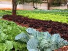 Alimentos produzidos por agricultores familiares serão adquiridos pela Prefeitura para doação a famílias vulneráveis