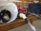 Câmara aprova criminalização do exercício ilegal da medicina veterinária.