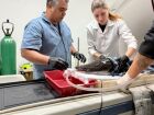 Procedimentos foram realizados de forma segura com o animal fora da água