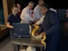 A píton albina Capitu, uma das atrações mais queridas do Bioparque Pantanal, em Campo Grande (MS), passou nesta terça-feira (29) por exames de rotina que fazem parte do protocolo veterinário da instituição.  Carinhosamente batizada por voto popular, Capit