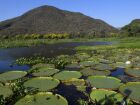 Pantanal brasileiro é destaque em campanha global inédita com a National Geographic