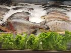 Produção nacional de peixes cresce 9,21%