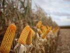 O avanço da produção de milho em Mato Grosso do Sul eleva as expectativas do mercado, refletindo positivamente na economia regional e na competitividade do setor.