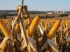 Entre junho e agosto de 2025, o clima atrapalhou quem planta milho em Mato Grosso do Sul. Teve geada, teve vento forte e também teve falta de chuva. Por causa disso, 49 mil hectares de lavouras foram perdidos. Mesmo assim, a colheita da segunda safra deve