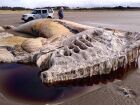 Carcaça de baleia-comum encontrada no País de Gales tinha mais de 21 metros de comprimento