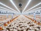 Granja moderna de frangos em Sidrolândia, Mato Grosso do Sul. Município lidera a produção avícola no estado e entra no top 25 do Brasil.