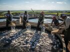 Produtores fazem a despesca de tilápias em tanques circulares no interior de MS. Espécie representa quase toda a produção de pescado do estado.