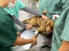 Ação da Uniderp em Campo Grande oferece atendimentos e palestras sobre prevenção do câncer de mama em pets