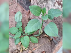 Nicotiana glauca, a falsa couve encontrada na casa da família intoxicada em Patrocínio
