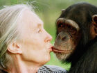 Jane Goodall beija Tess no Santuário de Chimpanzés Sweetwaters, no Quênia. 