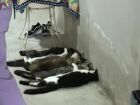 Esquema clandestino usava gatos de rua para coleta de sangue em Monte Alto; operação flagrou animais anestesiados e ambiente insalubre