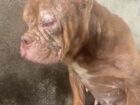 Cães resgatados em canil clandestino no Rio serão tratados e encaminhados para adoção responsável