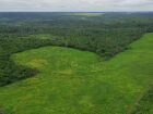 BNDES financiará R$ 250 milhões para projeto de restauração ecológica da Suzano em seis estados brasileiros.