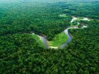 Florestas tropicais, como a Amazônia, estão no centro das discussões climáticas da COP30, que será sediada em Belém.