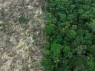 Restauro florestal pode render US$ 100 bi por ano a países tropicais
