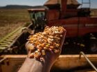Produção de soja e milho deve liderar recorde na safra agrícola de 2025, segundo dados do IBGE