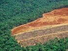 Relatório aponta que o mundo perde uma área do tamanho de 22 campos de futebol por minuto em florestas