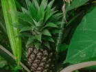 Folhas do abacaxi podem ser aproveitadas em infusões, mas especialistas recomendam cautela; benefícios ainda não foram comprovados em estudos com humanos.