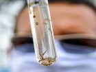 Estudo identificou diferenças do Oropouche em relação à dengue. Na foto, larvas do mosquito Aedes aegypti, transmissor da dengue.
