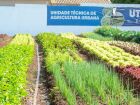 Hortifrutis doados pela Ceasa em MS matam a fome e viram adubo para a comunidade