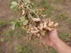 Produtor exibe planta de amendoim recém-colhida em lavoura sul-mato-grossense, símbolo da nova força agrícola do Estado.  