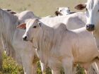 Produtores rurais têm até 1º de dezembro para realizar a Declaração de Rebanho e Atualização Cadastral 2025; processo pode ser feito online ou nas unidades da Iagro.