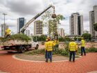 Equipe de trabalhadores faz a retirada de árvores em área urbana de Campo Grande