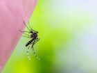 Vírus é transmitido pela picada de fêmeas do gênero Aedes infectadas.