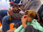 Caravana da Castração atendeu 9,6 mil animais e segue para Grande Dourados e Cone Sul com mais 20 cidades