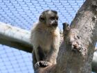 Sete macacos-prego foram reintroduzidos na natureza após reabilitação no CRAS