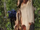 Casal de araras-azuis observa o antigo ninho destruído pelo vento forte no Pantanal. Espécie é monitorada por projetos de conservação na região.