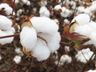 MS aprova norma com regras para controle do bicudodoalgodoeiro na cotonicultura, incluindo vazio sanitário, registro e penalidades.