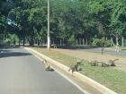 Quatis foram vistos na manhã deste domingo circulando entre ciclistas e pedestres no Parque dos Poderes