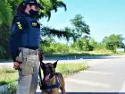 Cão farejador Alok ao lado de policial durante patrulhamento em rodovia; animal atua em diversas operações contra o tráfico de drogas em MS.