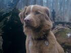 O cão Indy é o astro do filme de terror 'Bom Menino'
